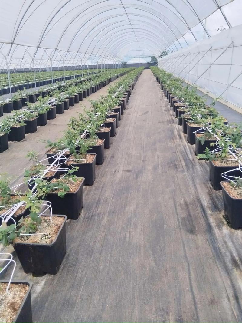 采购蓝莓苗:根系是三重检验的首要标准