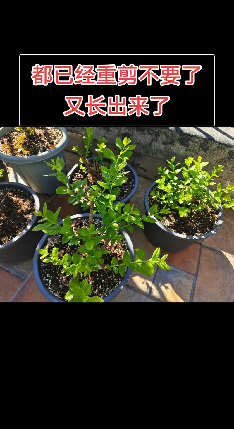 授粉配置:混栽2-3个品种,坐果率提升35%以上