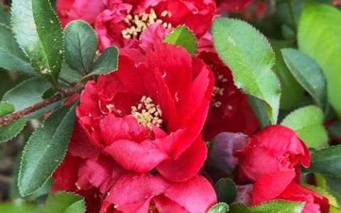 泣血海棠是什么植物？一文读懂它的形态、习性与养护要点