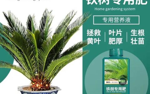 铁树黄叶怎么办？对症施肥与核心养护全指南
