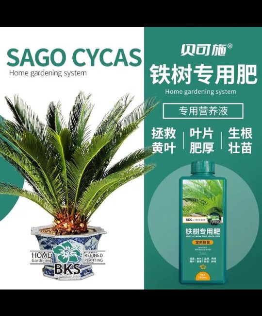 铁树黄叶怎么办？对症施肥与核心养护全指南
