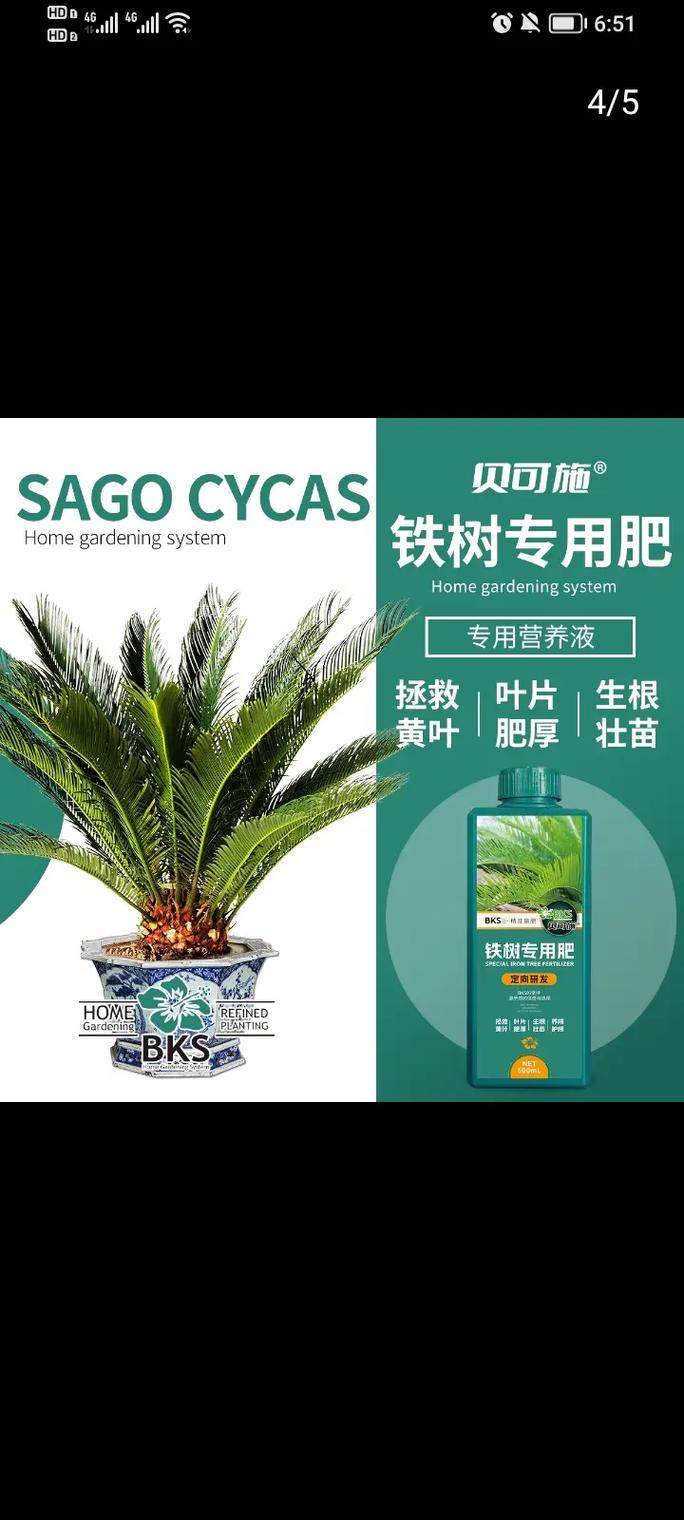 铁树黄叶怎么办?对症施肥与核心养护全指南 铁树黄叶怎么办?对症施肥与核心养护全指南