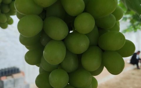 2026年葡萄种苗多少钱一株？最新价格参考与选购指南