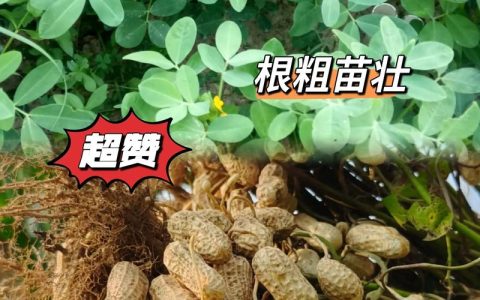 花生出苗后怎么施肥？家庭菜园养护全攻略