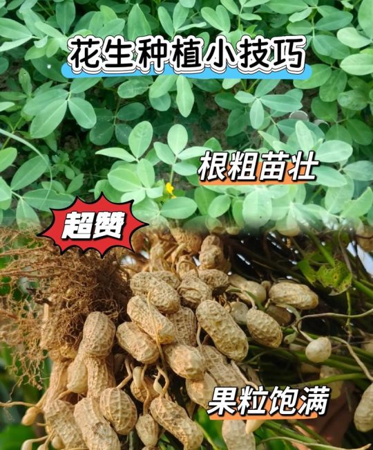 花生出苗后怎么施肥？家庭菜园养护全攻略
