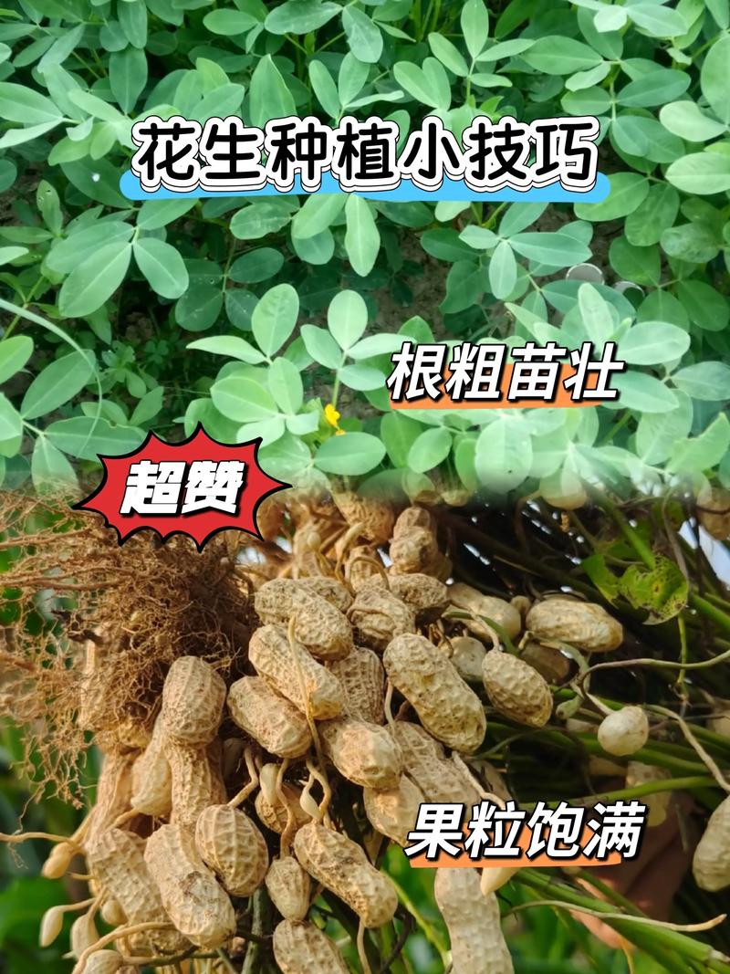 浇水：苗期保持湿润，结荚期见干见湿