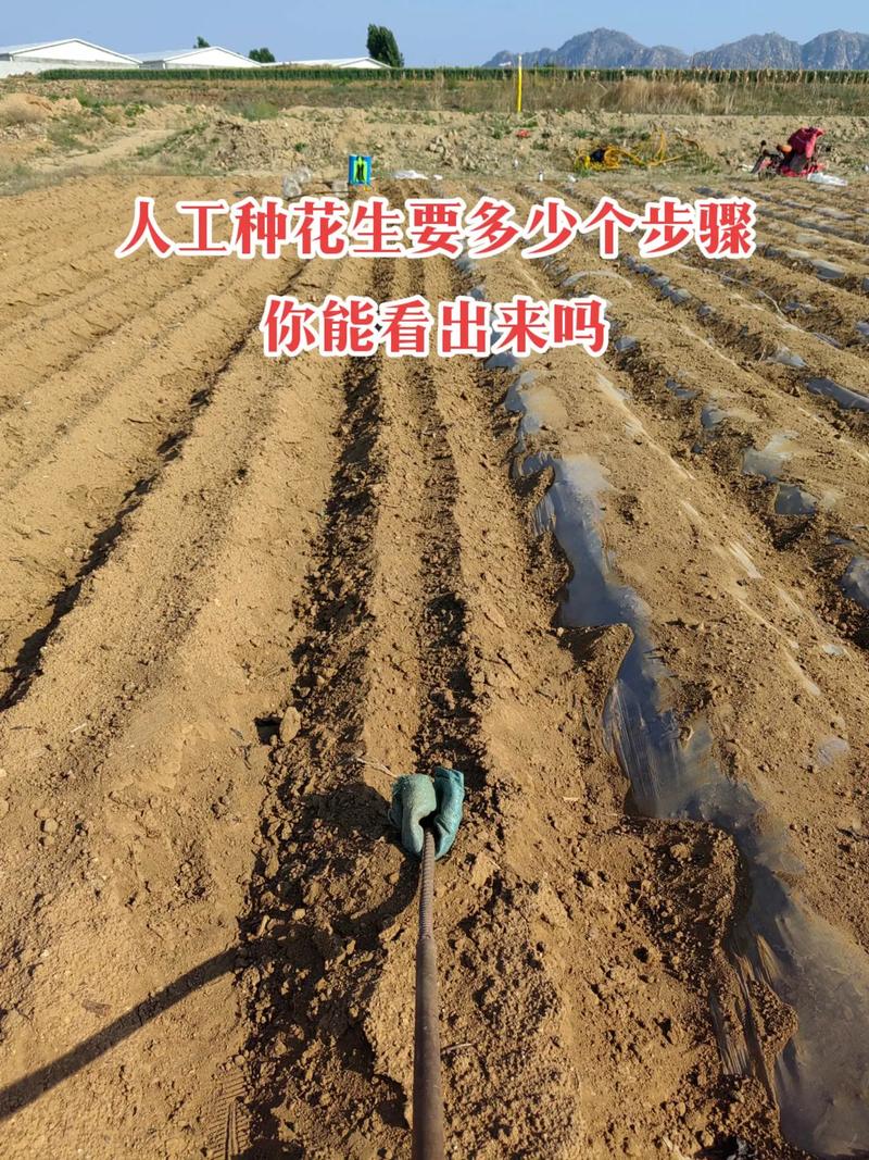季节管理：夏季防涝防徒长，秋季防霜防早收
