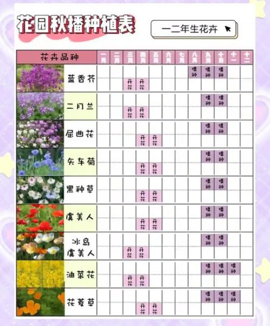 漏斗花种子播种全攻略：从选时到成苗，手把手教你种出梦幻花园