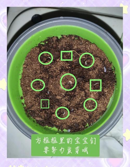 漏斗花种子播种全攻略:从选时到成苗,手把手教你种出梦幻花园 五、浇定根水(播种后第一次浇水)