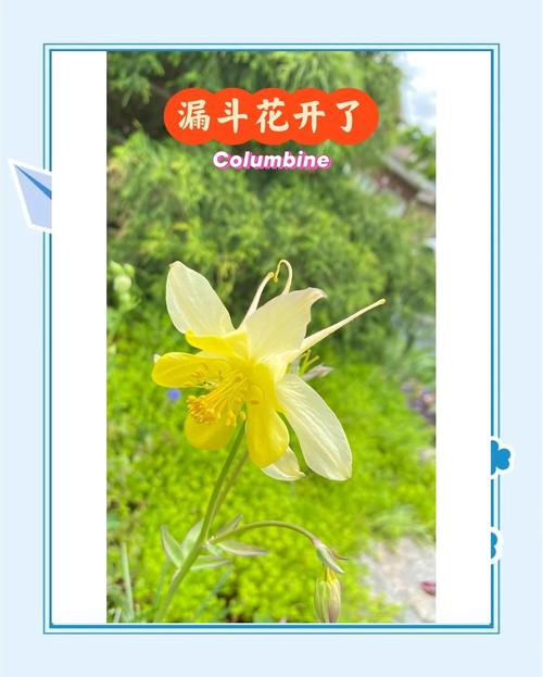 漏斗花种子播种全攻略:从选时到成苗,手把手教你种出梦幻花园 二、土壤环境
