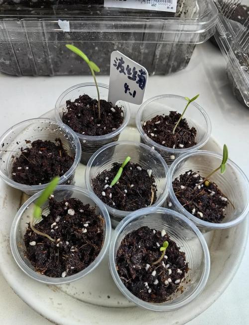 漏斗花种子播种全攻略:从选时到成苗,手把手教你种出梦幻花园 七、成活注意事项