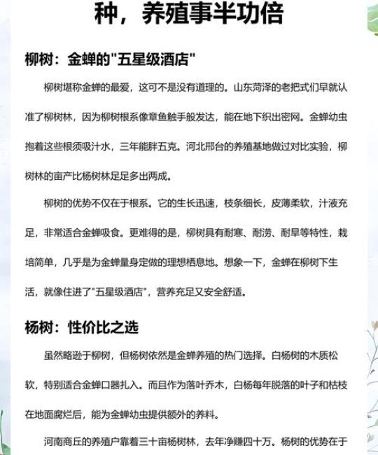 养金蝉一亩种多少棵柳树好？栽植密度与规格速查表