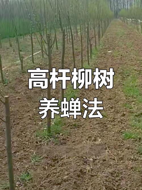 养金蝉一亩种多少棵柳树好?栽植密度与规格速查表 FAQ