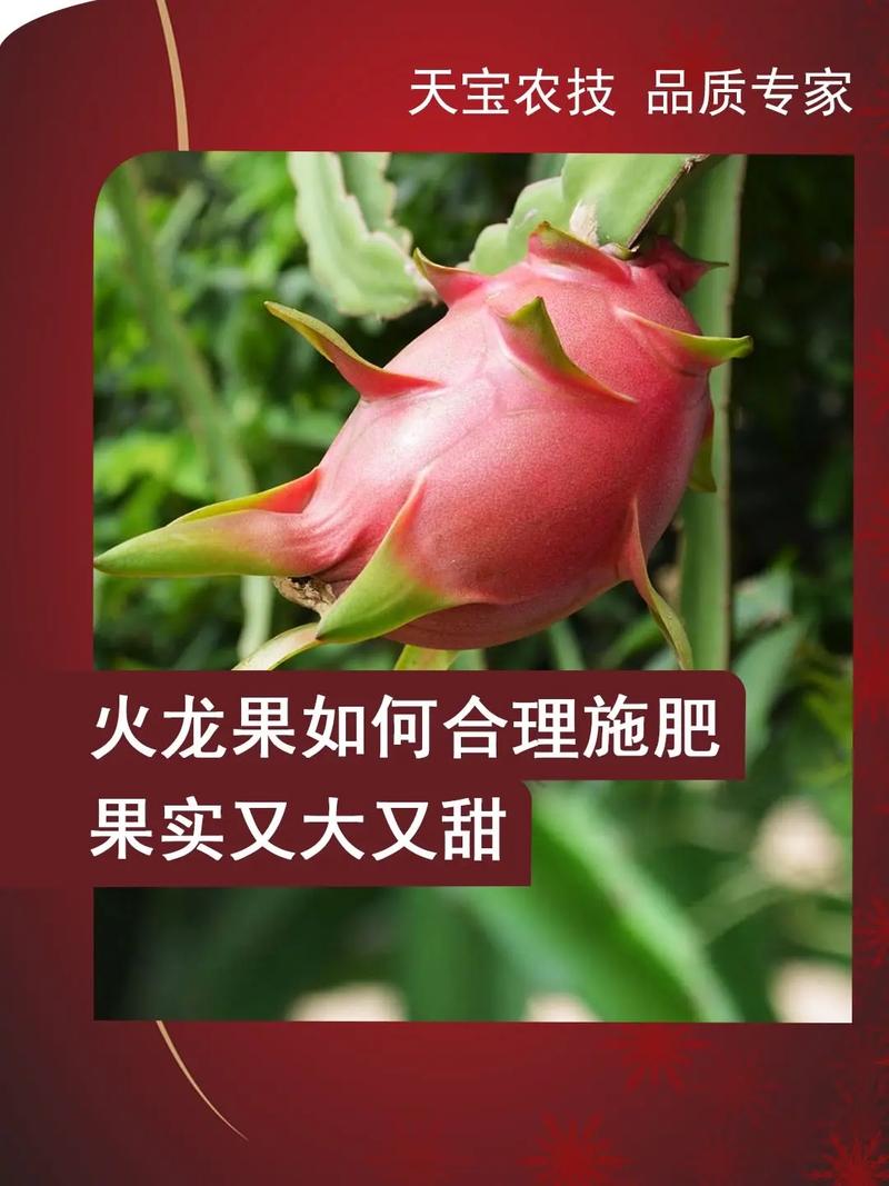 火龙果不会开花施什么肥好?专家教你促花施肥技巧 火龙果不开花不结果常见原因与解决