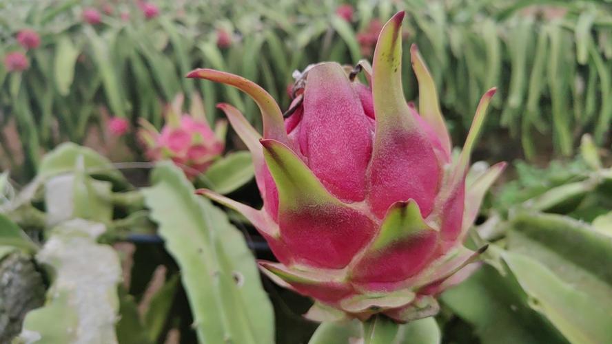 火龙果不会开花施什么肥好?专家教你促花施肥技巧 总结