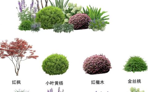 庭院种什么样的树？科学选树与养护全攻略