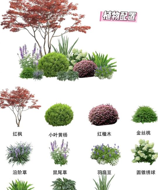 庭院种什么样的树？科学选树与养护全攻略