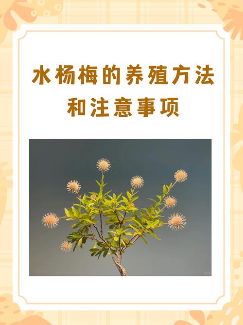 杨树施什么肥料好?从浇水到越冬的全年养护指南 一、浇水:幼树期水分稳定,成树期看天补水