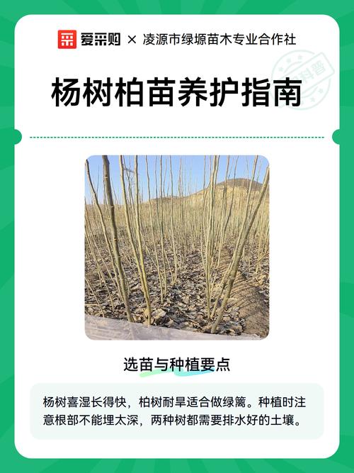 杨树施什么肥料好?从浇水到越冬的全年养护指南 三、光照:喜光树种,尽量保证全日照环境