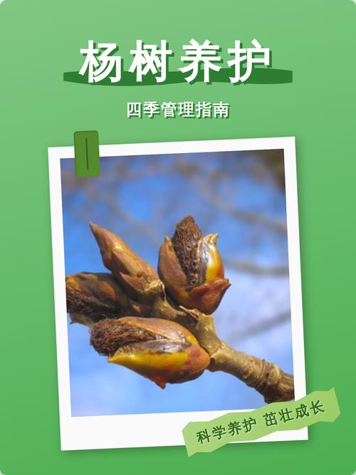 杨树施什么肥料好?从浇水到越冬的全年养护指南 六、换盆/田间管理:地栽以松土除草为主,容器栽培需定期换盆