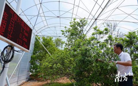 宁夏能种杨梅吗？露地难成活，设施栽培有方法