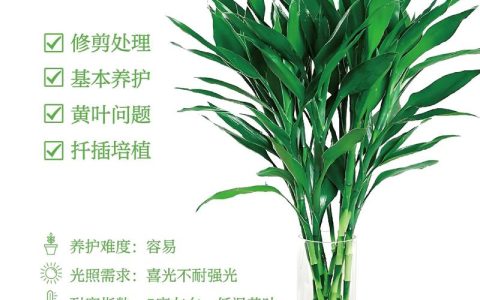 竹子盆栽养护指南：科学种植与日常管理全攻略