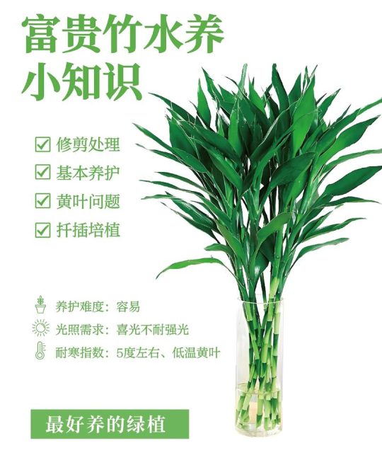 竹子盆栽养护指南：科学种植与日常管理全攻略