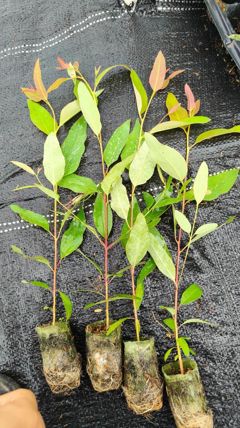 种植桉树一亩费用多少钱(2025年最新成本分析) 影响因素二:产地(区域差异与土地条件)