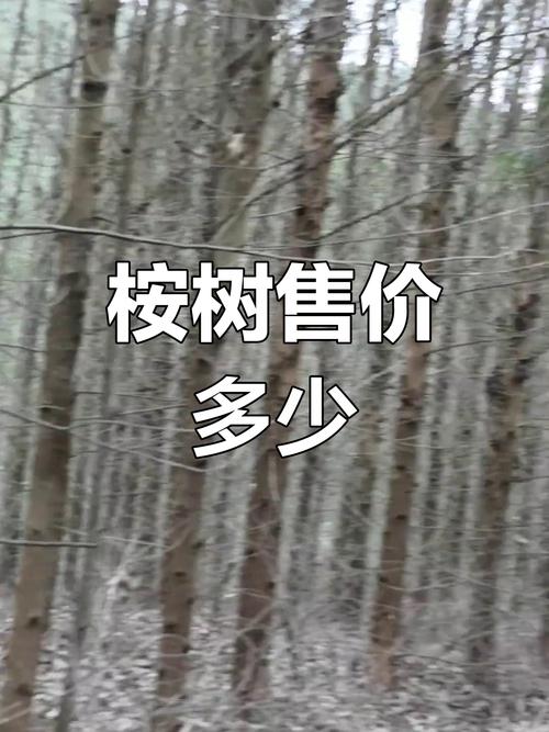 种植桉树一亩费用多少钱(2025年最新成本分析) 咨询指南