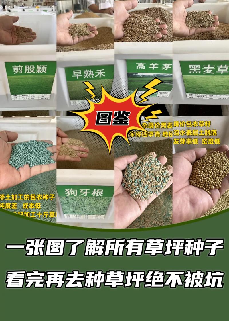 草籽1斤种多少平方米?常见草坪品种播种量速查与计算指南 FAQ:草籽1斤相关常见问题