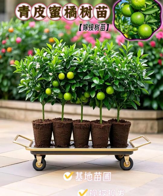 2026年热门果树苗新品种推荐：早果、省心、高颜值品种对比与选购指南