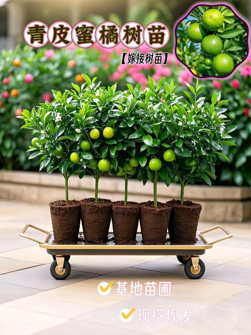 2026年热门果树苗新品种推荐:早果、省心、高颜值品种对比与选购指南 一、2026年四大热门新品种核心数据对比