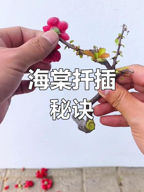 夫妻海棠怎么扦插?家庭繁殖全流程指南 盆栽与地栽选择决策