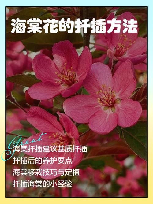 夫妻海棠怎么扦插?家庭繁殖全流程指南 常见误区与纠正