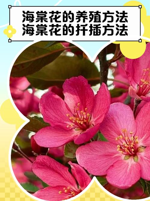 夫妻海棠怎么扦插?家庭繁殖全流程指南 FAQ