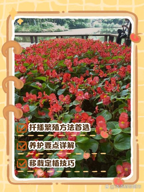 夫妻海棠怎么扦插?家庭繁殖全流程指南 总结