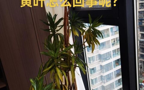 百合花叶子发黄的原因及解决方法：从光照、水肥到病虫害的全面指南