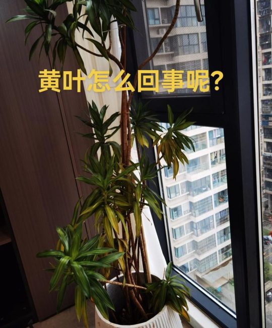 百合花叶子发黄的原因及解决方法：从光照、水肥到病虫害的全面指南