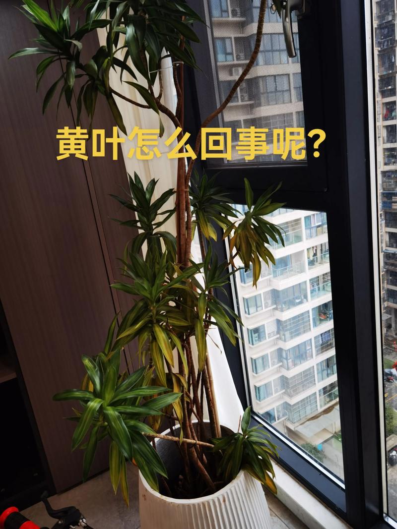 百合花叶子发黄的原因及解决方法：从光照、水肥到病虫害的全面指南