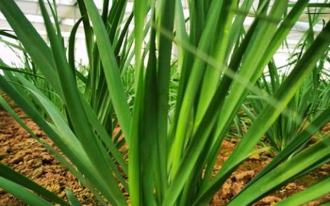 韭菜种植最简单方法：家庭盆栽地栽高产技巧