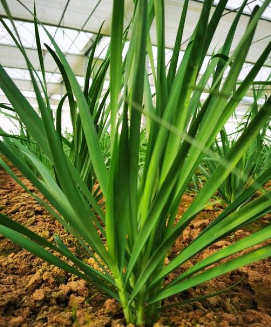 韭菜种植最简单方法：家庭盆栽地栽高产技巧