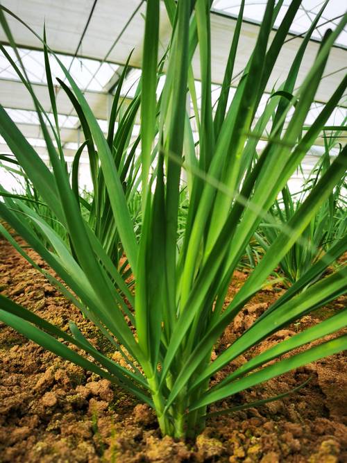 韭菜种植最简单方法：家庭盆栽地栽高产技巧