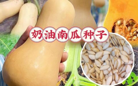 南瓜种子怎么选？掌握这几个要点，出芽率高、结瓜多