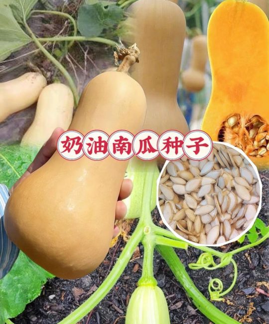 南瓜种子怎么选？掌握这几个要点，出芽率高、结瓜多