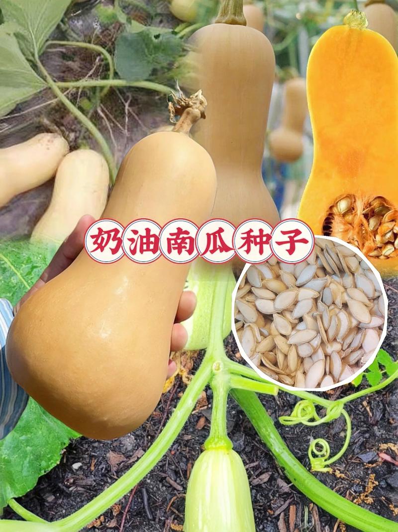 南瓜种子怎么选？掌握这几个要点，出芽率高、结瓜多