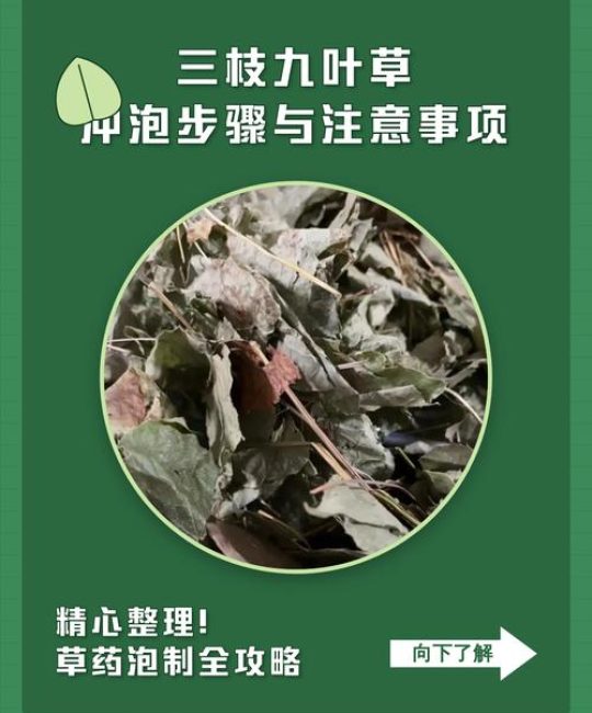 九叶草缩毛孔是真的么？——从园艺角度解析九叶草的真实功效