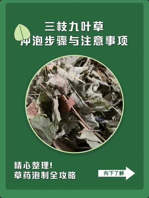 九叶草缩毛孔是真的么?——从园艺角度解析九叶草的真实功效 九叶草缩毛孔是真的么?——从园艺角度解析九叶草的真实功效