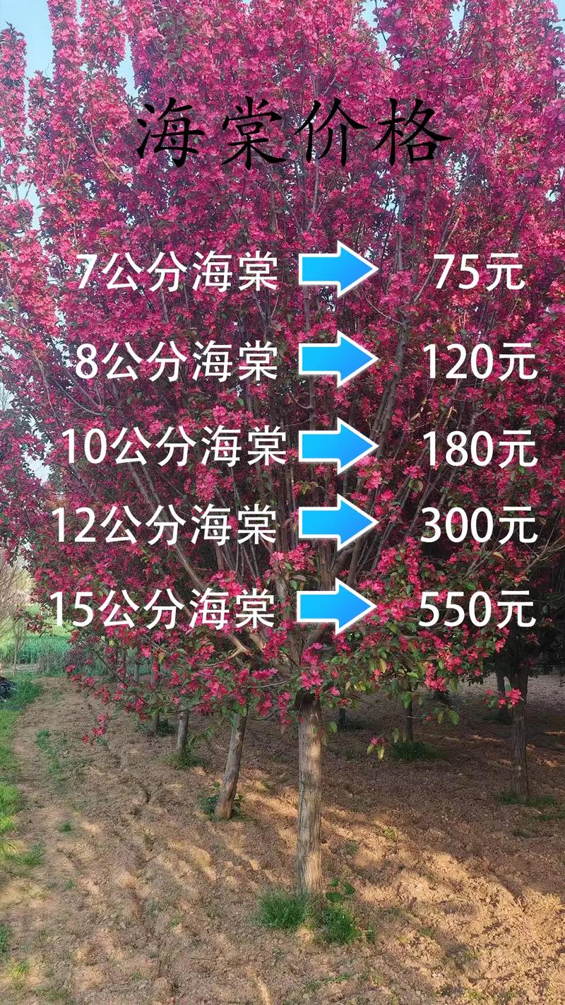 7公分海棠树多少钱?2026年市场价格参考与影响因素全解析 询价指南