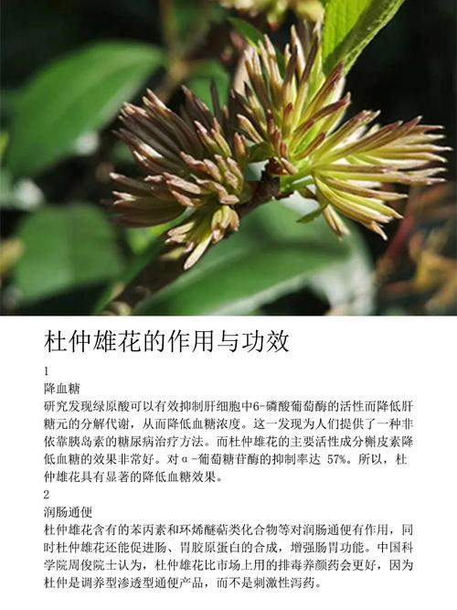 杜仲雄花用量多少克?园艺种植与健康用法解析 四、正确用量与保存