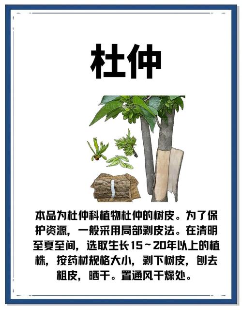 杜仲雄花用量多少克?园艺种植与健康用法解析 结语